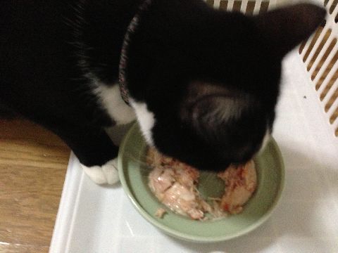猫缶を食べる猫