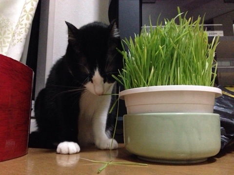 猫草を食す2