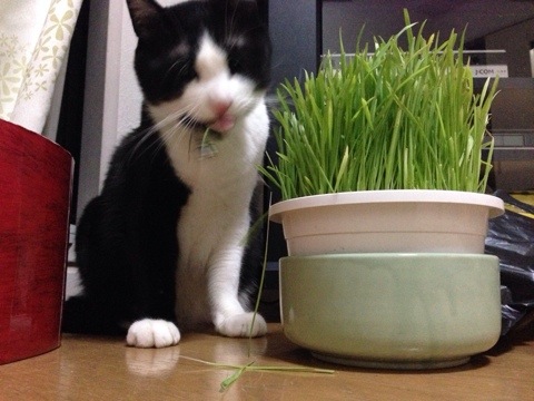 猫草を食す4