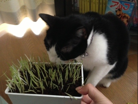 見つかってしまった猫草